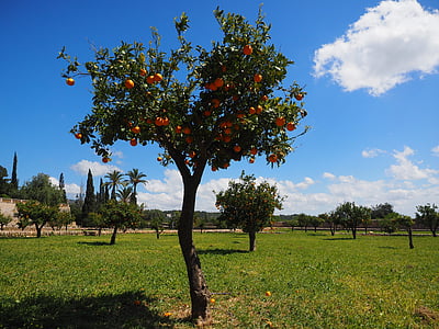 Pelargonie, pomarańczowe drzewa, pomarańczowy Gaj, Plantacja, orangengargen, baumgarten pomarańczowy, pomarańcze