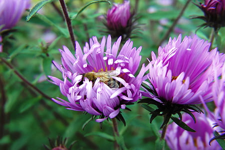 flowers, asters, violet, with wasp, nature, plant, purple
