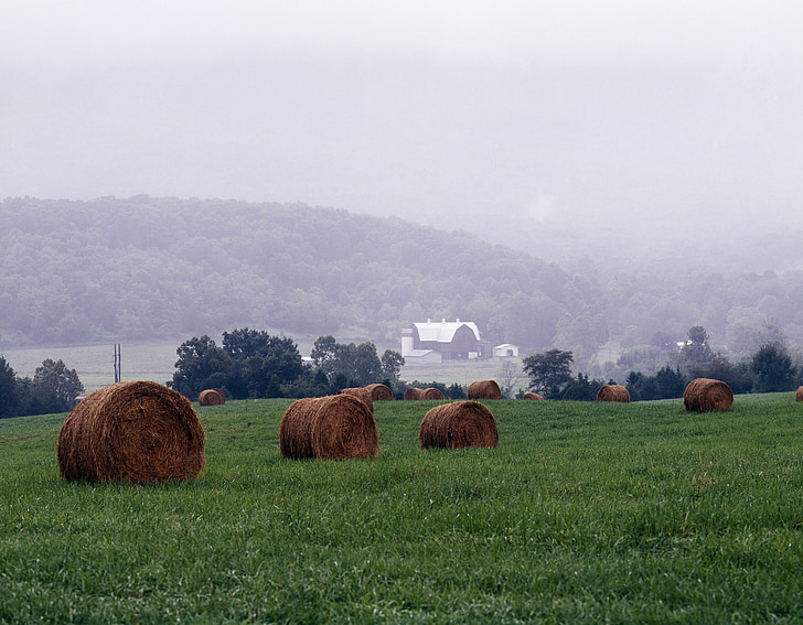 niebla, Valle de Shenandoah, rural, hay, pacas, Virginia, agricultura