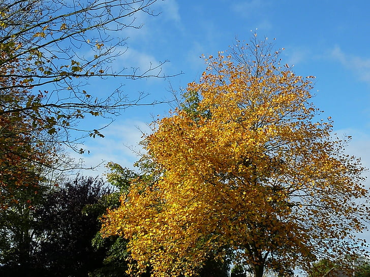 podzimní nálada, padajícího listí, podzim, listy, na podzim listy, zlatý podzim, žlutá