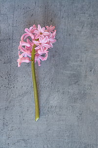 hyacinth, flower, pink, pink flower, flowers, pink flowers, spring flower