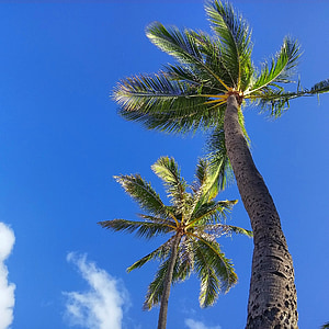 palms, trees, tropical, island, nature, sky, vacation
