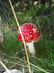 retro mushrooms, fungus, poisonous mushroom, amanita kills fly, fly Agaric Mushroom, poisonous, toadstool