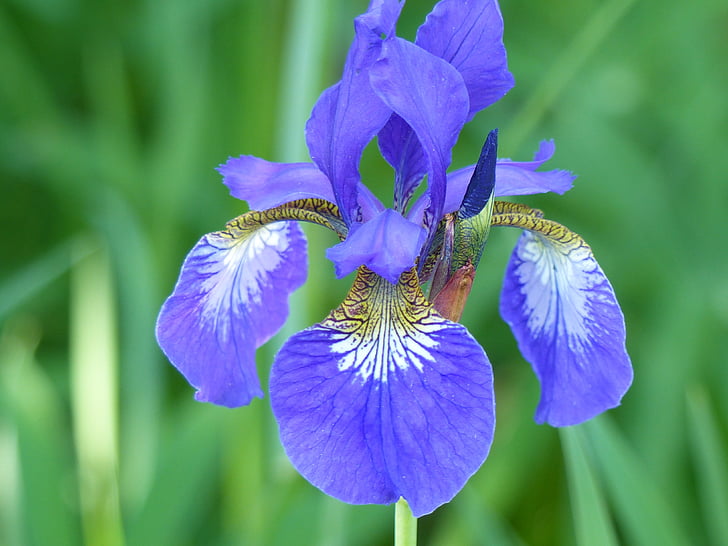Iris, lehti, kukka, sininen, väri, kesällä