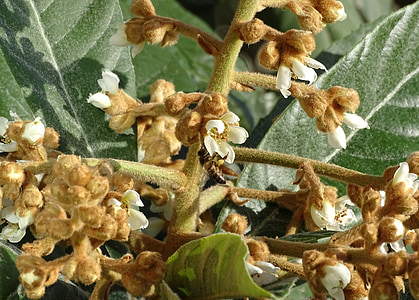 꿀벌, 트리, 꽃, 자연, 과일 나무, eriobotrya