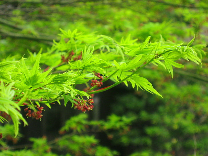 zelená, list, větev, Hotel, zahrada, město, Tokio