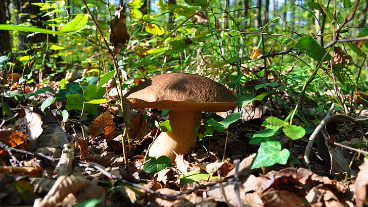 porcini mushrooms, autumn, mushroom