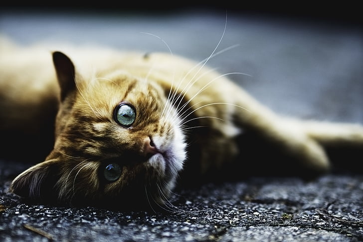 rudos spalvos, raina katė po, katė, gulėti, betono, grindų, gyvūnų