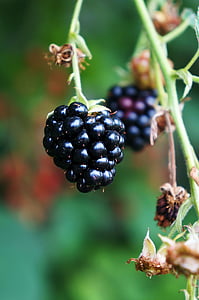BlackBerry, Berry, buah-buahan, hitam, alam, buah, Vitamin