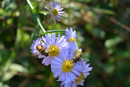 цветок, фиолетовый, маргаритка, Пчела, Опыление, Весна, Природа