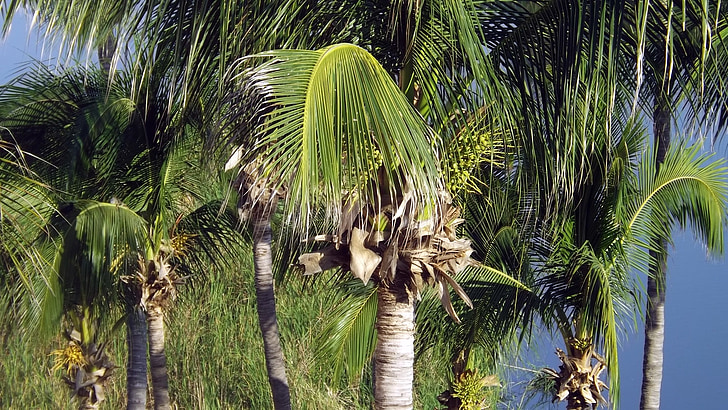palmiers, Palmas, Tourisme, plage, piscine, Hôtel, vue