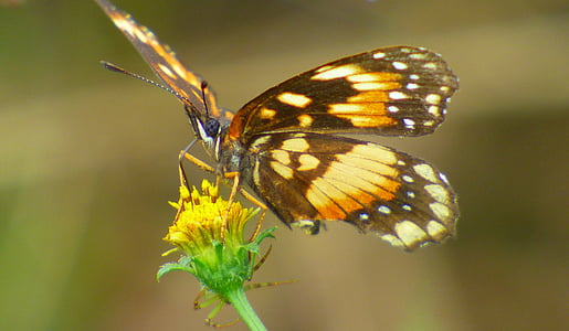kupu-kupu, serbuk sari, bunga, kuning, serangga, sayap, pollinator