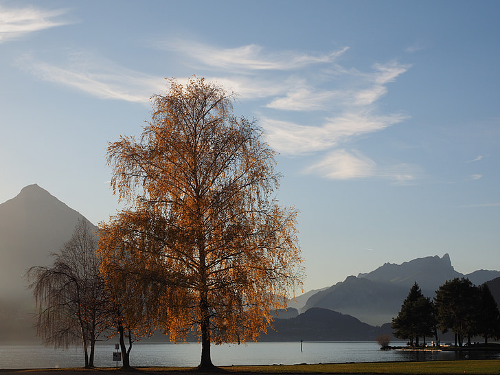 Interlaken, jezero, Lake thun, banka, promenadi, drevo, breza