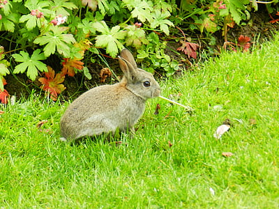 rabbit, baby rabbit, bunny, easter, fluffy, mammals, spring