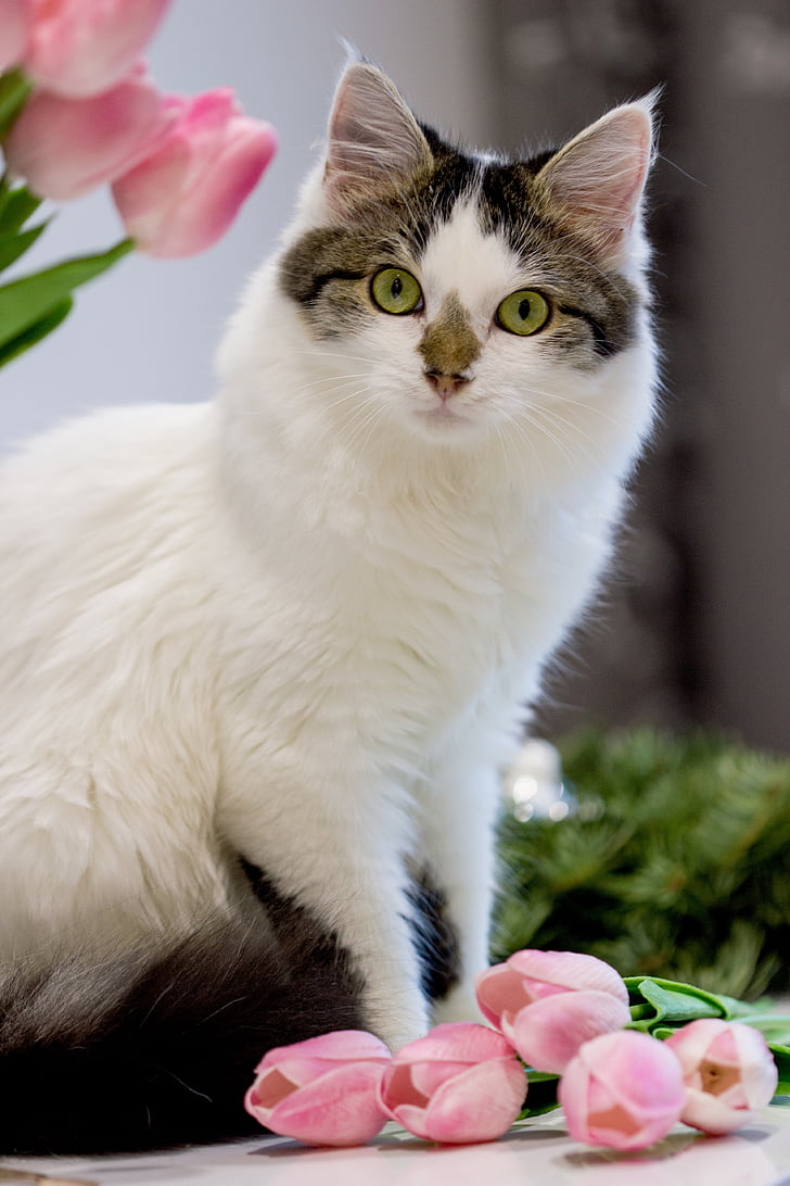 cat, tulips, portrait, domestic cat, pets, flower, domestic animals