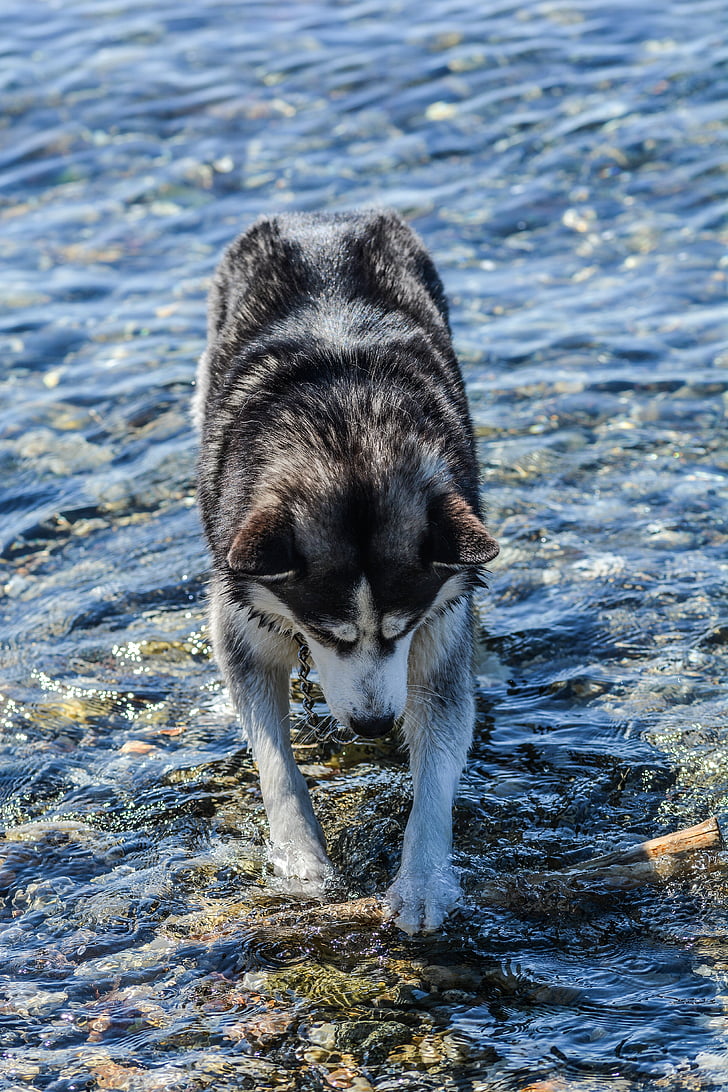 gos, Huskies, l'aigua, animal, amic, animal de companyia, valent