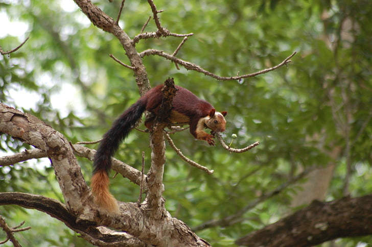 Indický spoločného veverička, Západné ghat veverička, veverička, voľne žijúcich živočíchov, zviera, Príroda, divoké