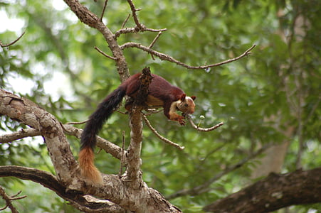esquirol conjunta indi, esquirol ghat occidental, esquirol, vida silvestre, animal, natura, salvatge