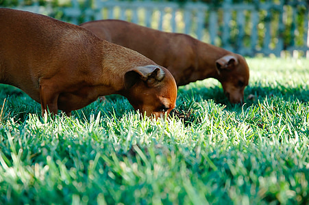 sausage dogs, dachshunds, dogs, pets, brown, two, eating