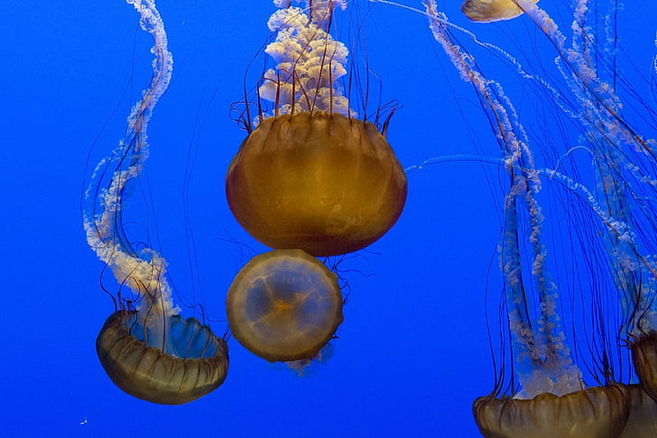 jellyfish, aquarium, swimming, floating, marine, aquatic, nature