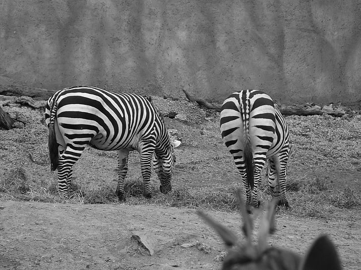 Zebra, Zoo, zvířata
