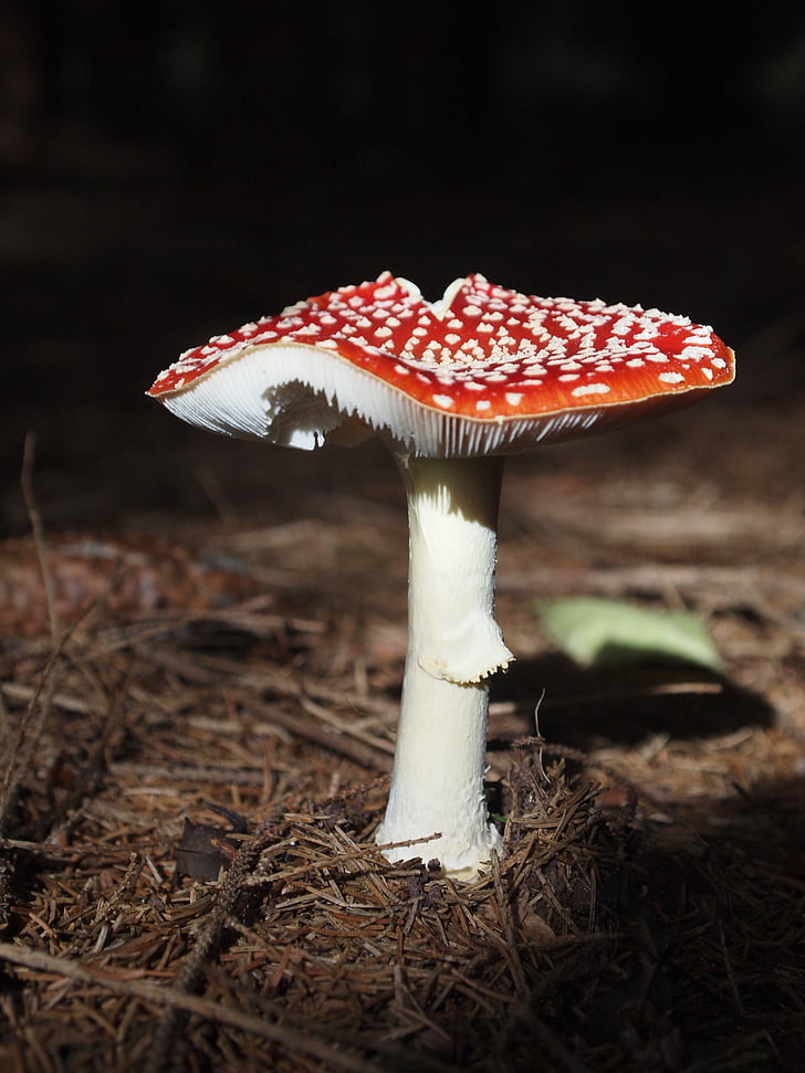 fly agaric, mushroom, red fly agaric mushroom, forest, forest mushroom, autumn
