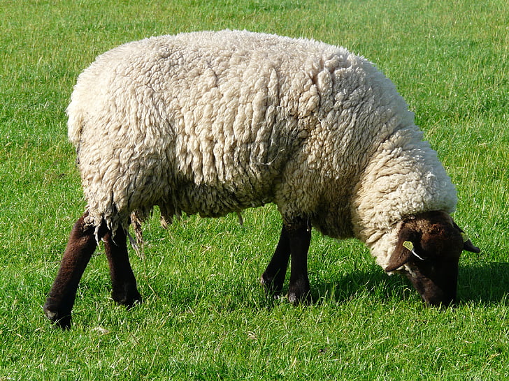 moutons, paître, laine, moutons de la Rhön, digue, Meadow, herbe