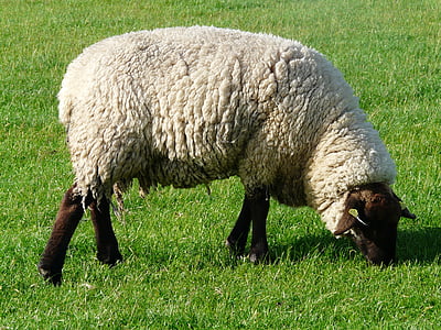 sheep, graze, wool, rhön sheep, dike, meadow, grass