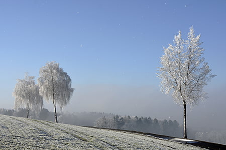 vintrig, vinter, träd, Morgentau, Mogna, naturen, humör