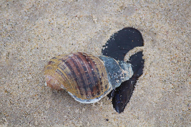 Shell, stein, stranden, sand