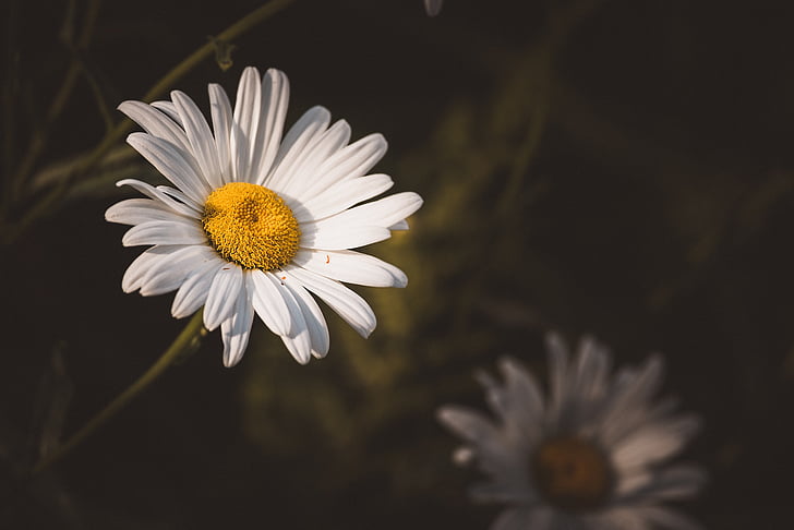 Marguerite, kompozita, cvijet, cvijet, cvatu, bijeli, ljeto
