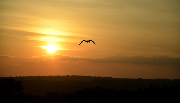 bird, sunset, against light