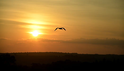 uccello, tramonto, contro luce