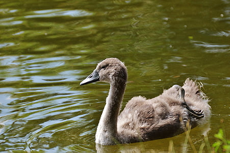 Swan, mladé zviera, vták, vôd, vody, pierko, perie