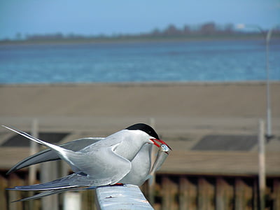 animal, bird, nature, sea bird, tern