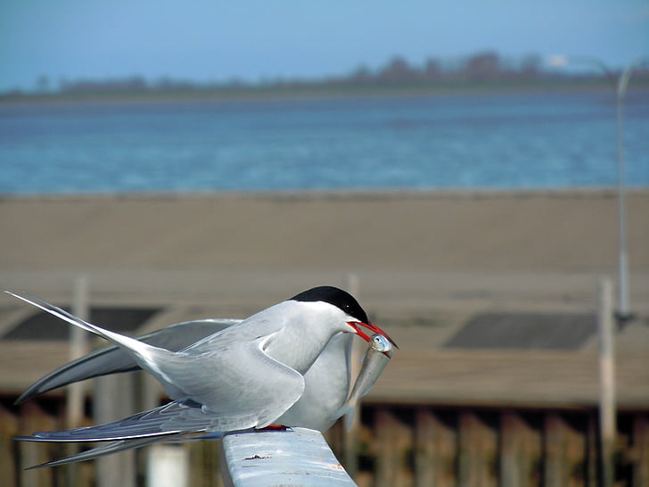 tern, balz, bird, animal, wildlife, nature, seagull