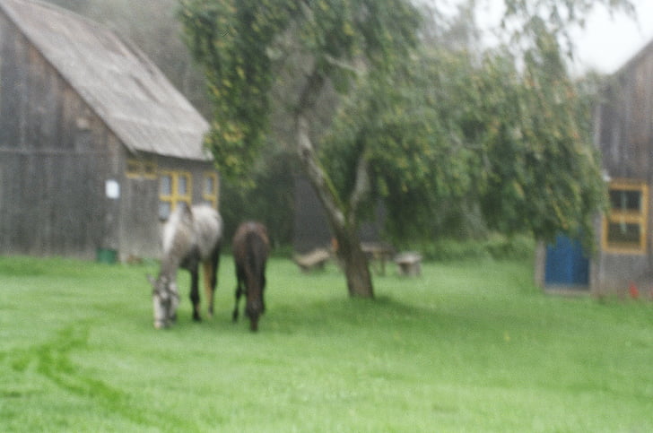 dos, marrón, gris, caballos, al lado de, verde, árbol