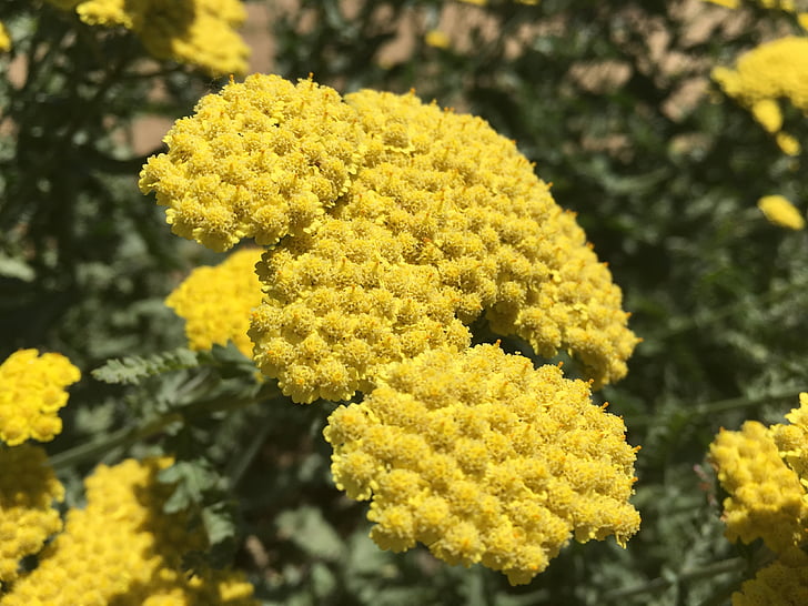 pollen, fleur, été, jaune, naturel