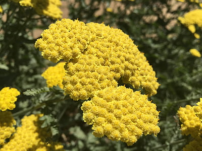 pollen, blomma, sommar, gul, naturliga
