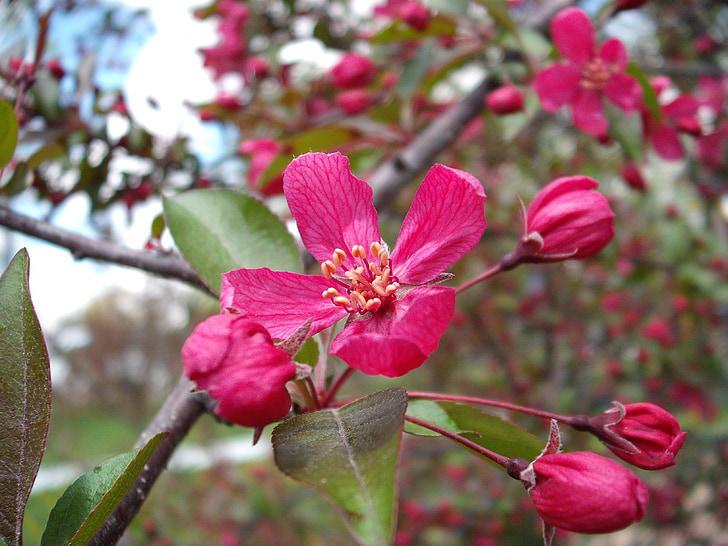 crabapple, изобилие розови, Блосъм, розово, цвете, дърво, Пролет