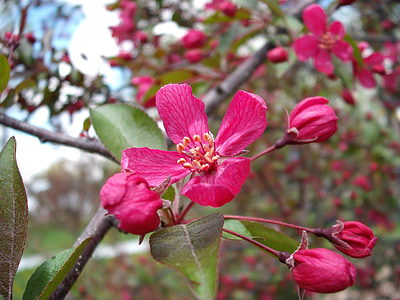 Crabapple, íerjadinya pink, Blossom, merah muda, bunga, pohon, musim semi