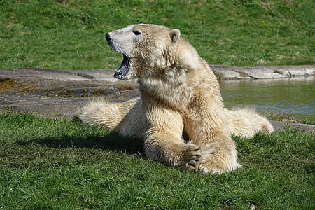 isbjörn, naturen, djur, Zoo, ett djur, gräs, djur wildlife