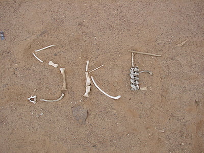 skeleton coast, desert, bone, sand, nature, beach