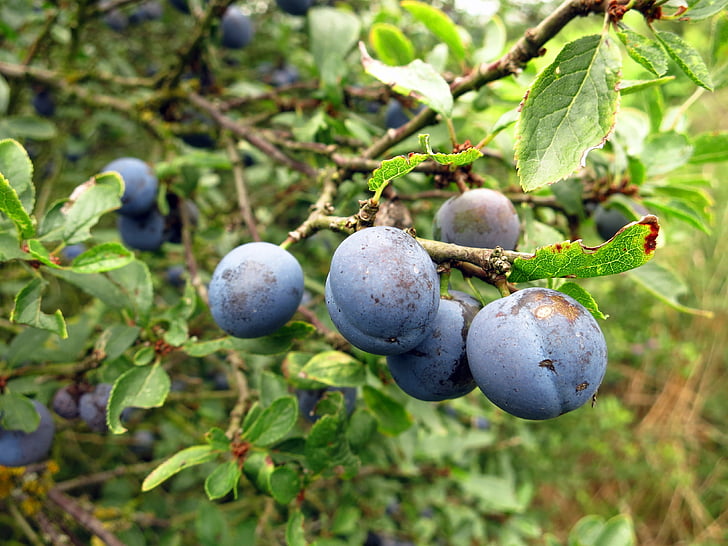 schlehe, Berry, fruits, Bush, nature