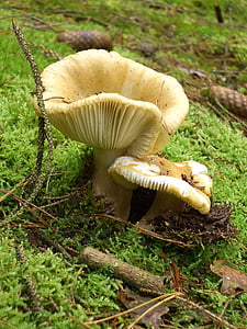 Příroda, houby, Les, podzim, lesní houby, závod, Lesní půda