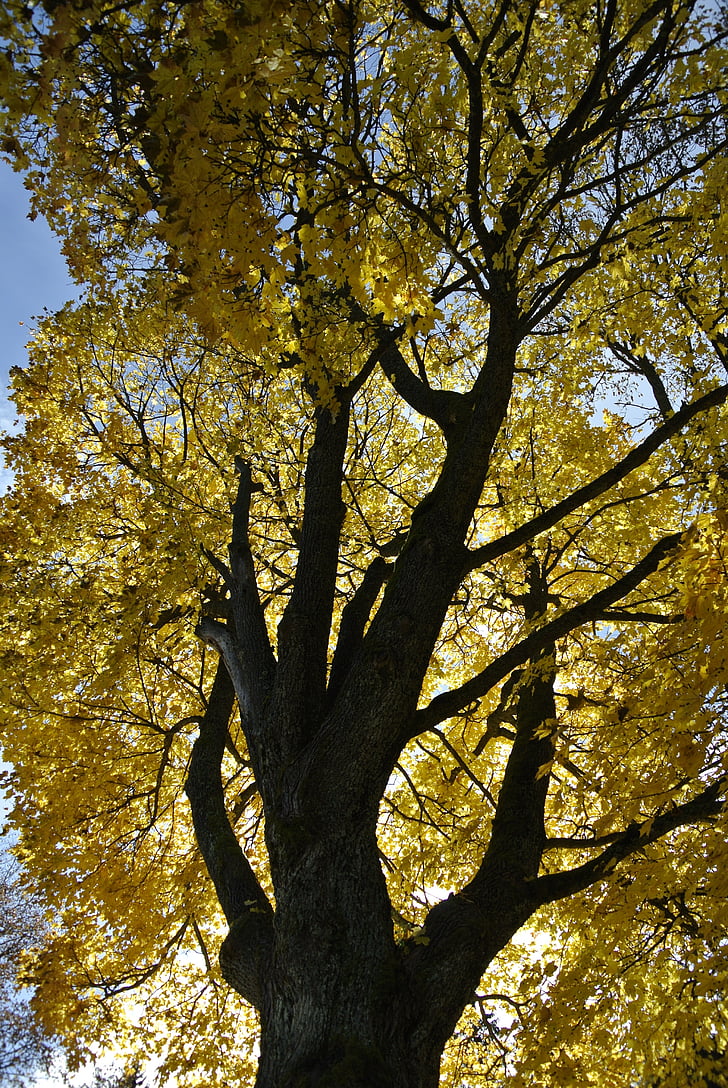 Осінь, жовтий, листя, кольори, Природа, листя, золота осінь
