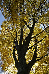 Есен, жълто, зеленина, цветове, природата, листа, златна есен