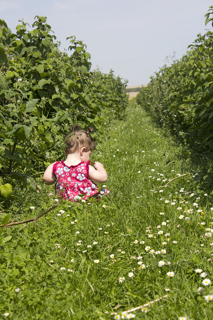 child, field, raspberries, view, grass, summer, happy