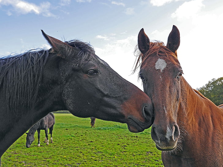 paarden, hoofden, bruin, zwart, koppeling, grasland, aanpak
