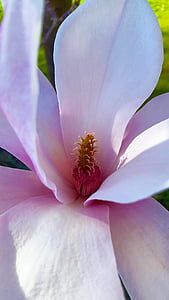 õis, Bloom, kevadel, valge, loodus, täielikult õitega, roosa